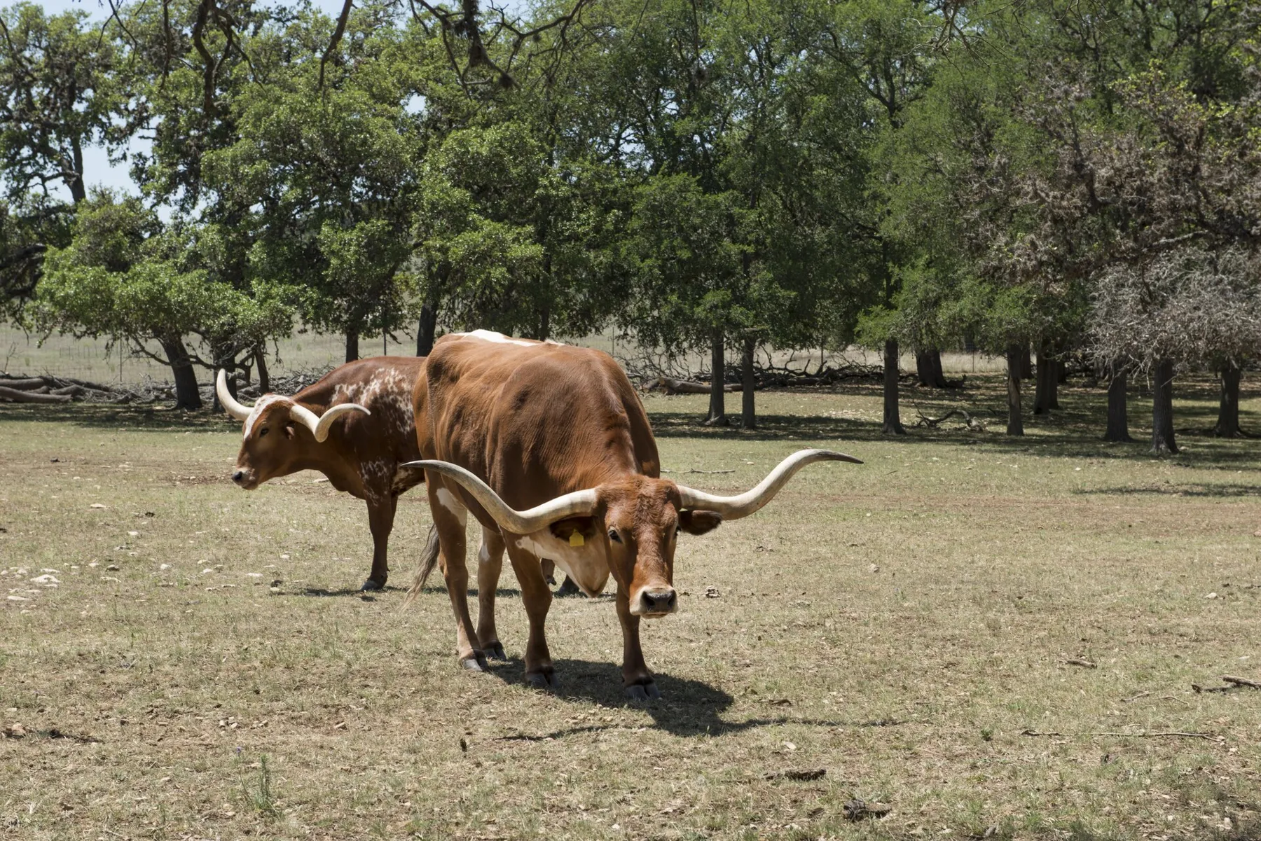 Alamo Ranch