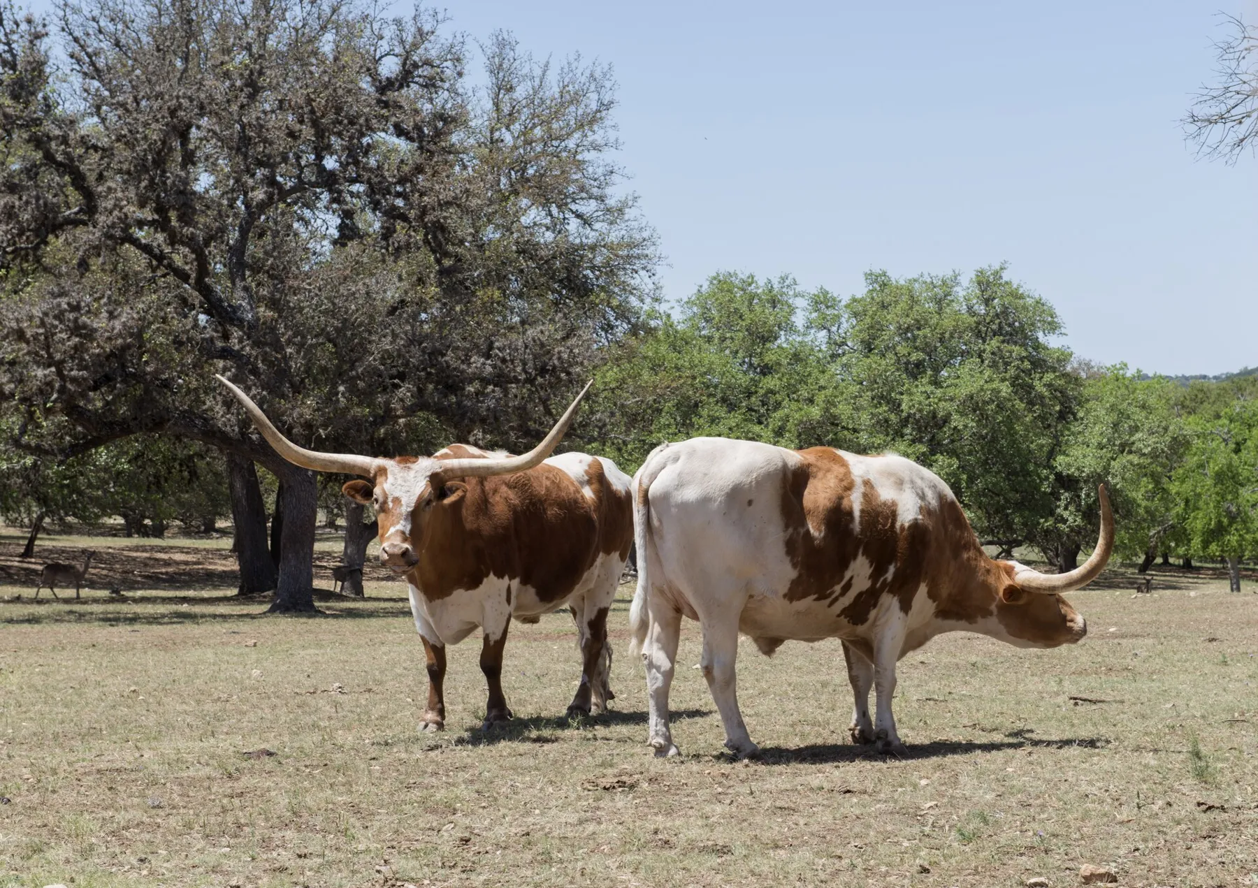 Alamo Ranch, Texas